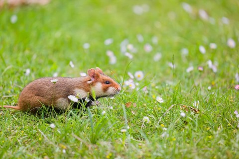 A European hamster (Cricetus cricetus), Eurasian hamster, black-bellied hamster or common hamster,
