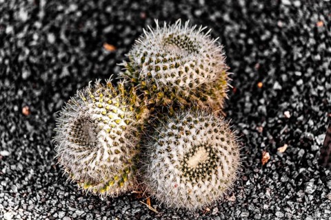 2016, Guatiza, Lanzarote, Jardin de Cactus by Cesar Manrique, ESP, Spain, Canary Islands, Canary