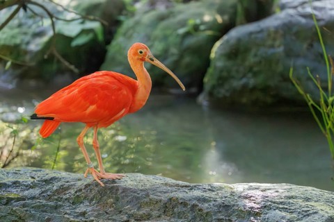 A scarlet ibis (Eudocimus ruber) stands on a stone lying in the shallow water of a riverbank and