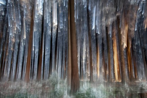 Winter, trees and ground vegetation with hoarfrost in the forest, distorted, Baden-Würtemberg,