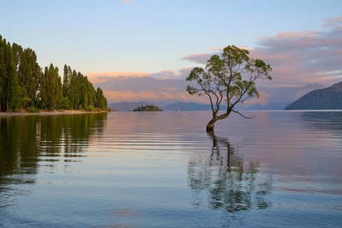 A lone tree in the water at sunrise, surrounded by mountains and tranquil nature, summer, Lake