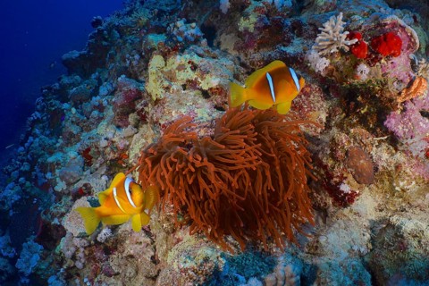 Two Red Sea anemonefish (Amphiprion bicinctus) swimming above colourful corals and a fluorescent
