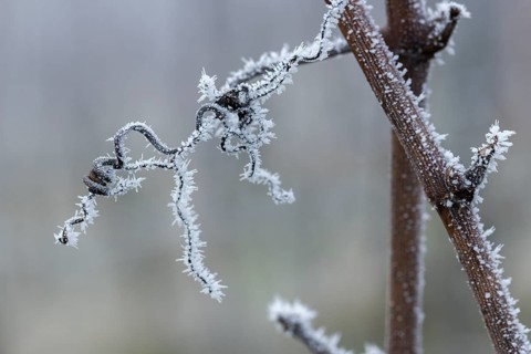 Frosty branches of a grapevine with filigree ice structures in a wintry environment, Reif, Rems