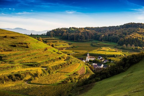 Hilly landscape and vineyards in autumn, near Vogtsburg, Kaiserstuhl, Baden-Württemberg, Germany,