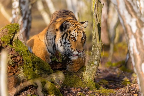 One young female Siberian Tiger, Panthera tigris altaica, playing with some rotten wood in a birch
