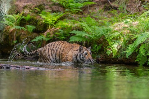 One young female Siberian Tiger, Panthera tigris altaica, walking thru the cool fresh water of a