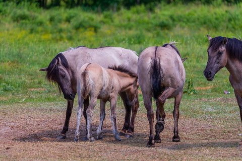 A herd of tarpans (Equus ferus) stands in a clearing in the Masuria tarpan horse reserve, belonging