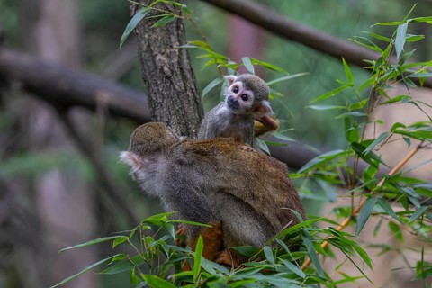 One female Central American squirrel monkey, Saimiri oerstedii, carrying her baby. Green vegetation