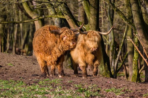 One Highland bull and a cow (Bos (primigenius) taurus) stand at a forest edge