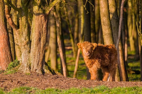 One Highland calf (Bos primigenius) taurus) stands at a forest edge