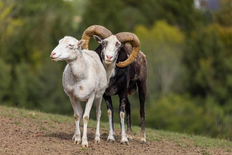 One male snow sheep (Ovis nivicola), or Siberian bighorn sheep checks the readiness of a goat to