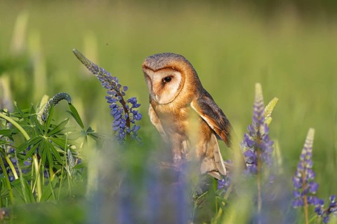 One barn owl (Tyto alba) sitting on a branch lying in a field of flowering lupines in late evening