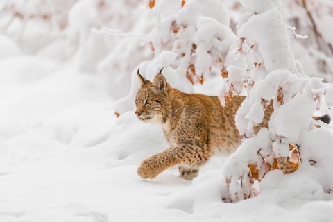 One young male Eurasian lynx, (Lynx lynx), walking through deep snow covered undergrowth in a