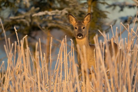 Roe deer standing in hoar frosted dead stinging nettle at minus 15 °C at sunrise. Trees and dead
