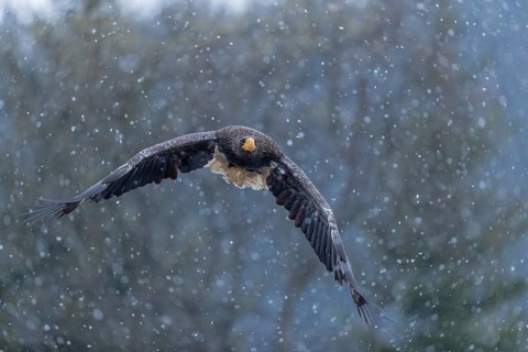 One young Steller's sea eagle (Haliaeetus pelagicus) flying over a lake while snow is falling. A