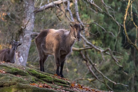One female Himalayan Tahr (Hemitragus jemlahicus) standing on rocks in a forest. Green forest in