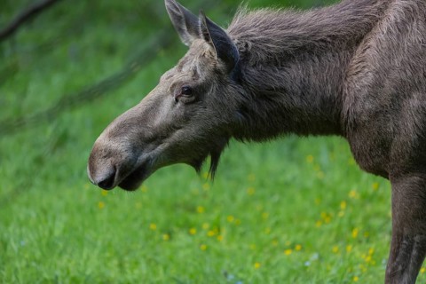 Moose (Alces alces) cow with trees and green grass around