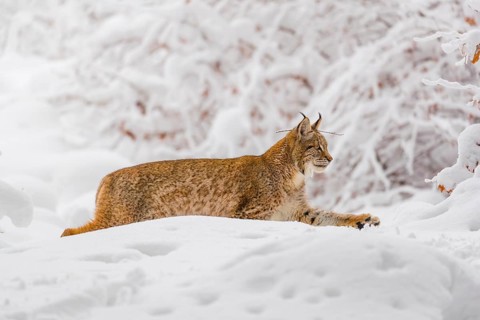 One young male Eurasian lynx, (Lynx lynx), walking through deep snow covered undergrowth in a