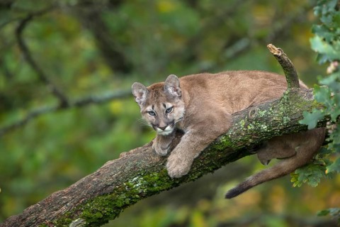 One young cougar, Puma concolor, resting on a big branch high up in an oak tree