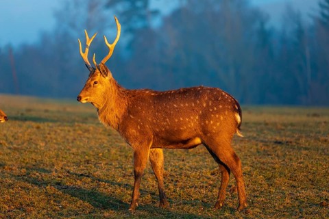 Two Dibowsky stags standing on a meadow at sunrise, Cervus nippon hortulorum