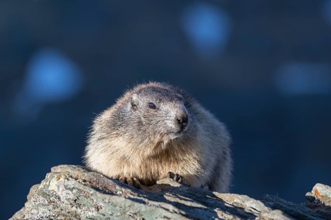 One Alpine Marmot, Marmota marmota, resting on a rock with blue shadow mountains in the distant