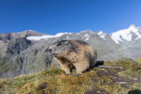 One Alpine Marmot, Marmota marmota, portrait in early morning light. Green grass in front and