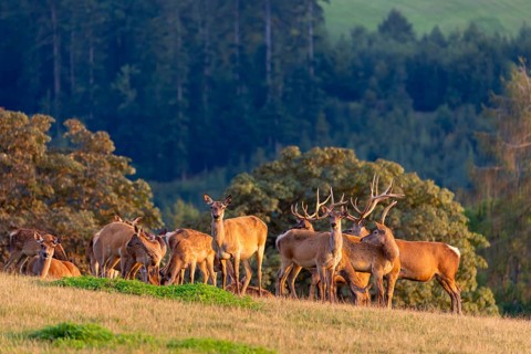A herd of Altai maral, Altai wapiti or Altai elk (Cervus canadensis sibiricus) stand on a meadow in