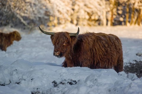 A highland cow (Bos primigenius taurus) stands on a snow-covered pasture
