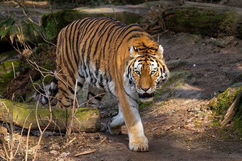 Siberian tiger (Panthera tigris tigris) walking in a forest, captive, incidence in Russia and