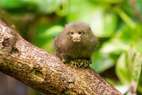 Eastern pygmy marmoset (Cebuella niveiventris) climbing on a tree in a forest, captive, Germany,