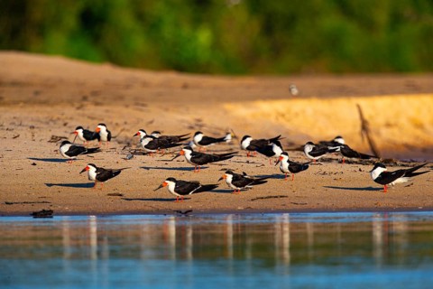 Black-mantled cranesbill (Rynchops nigra) Pantanal Brazil