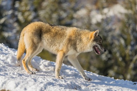 A young grey wolf (Canis lupus lupus) stands on a sloping, snow-covered meadow at the edge of a