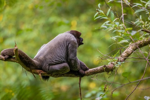 A common woolly monkey, brown woolly monkey, or Humboldt's woolly monkey (3) (Lagothrix