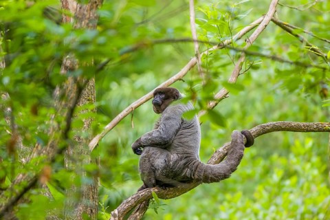 A common woolly monkey, brown woolly monkey, or Humboldt's woolly monkey (Lagothrix lagothricha)