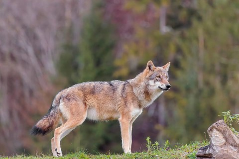 A female eurasian grey wolf (Canis lupus lupus) stands on green meadow on top of a hill