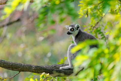 A ring-tailed lemur (Lemur catta) sits high up in a tree on a branch between fresh green leaves