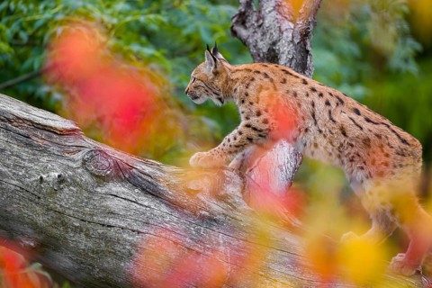 One Eurasian lynx (Lynx lynx) walks on a sloping dead tree, hidden behind autumn leaves