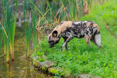 An African wild dog, Lycaon pictus, stands in a green meadow and cautiously approaches a small