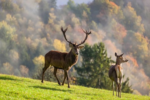 A red deer stag (Cervus elaphus) runs across a meadow. A forest with autumn leaves can be seen in