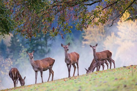 Five red deer hinds (Cervus elaphus) stand in a meadow, A forest with autumn leaves can be seen in