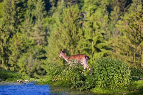One female fallow deer (Dama dama) stands between a small pond and a forest in the background