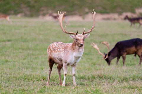 Two male fallow deer (Dama dama) stand on a meadow