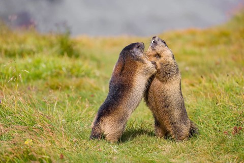 Two adult Alpine Marmots, Marmota marmota, play fighting in green grass. Grossglockner high alpine