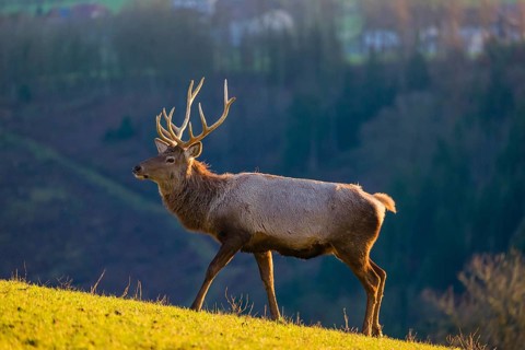 An Altai maral stag and two hind Altai wapiti or Altai elk (Cervus canadensis sibiricus) stand in a