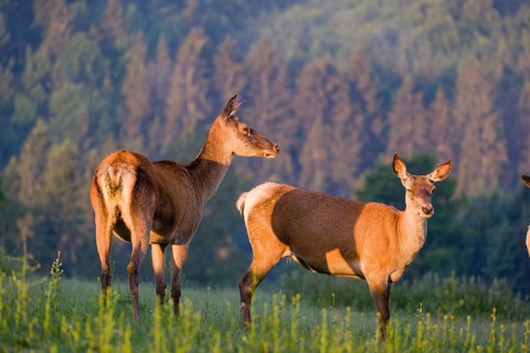 Two Altai maral hinds, Altai wapiti or Altai elk (Cervus canadensis sibiricus) stand in a meadow in