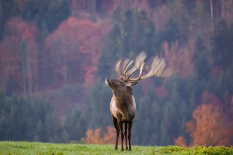 An Altai maral stag, Altai wapiti or Altai elk (Cervus canadensis sibiricus) stands on a meadow in