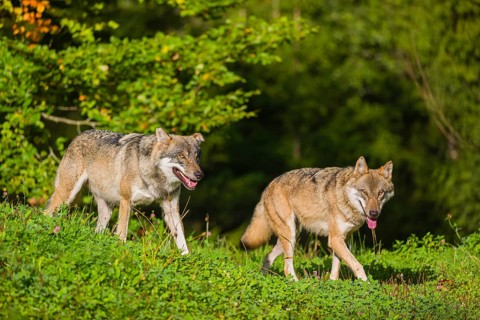 Two eurasian gray wolves (Canis lupus lupus) run across a meadow on a hill. Early morning light