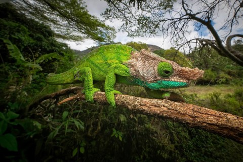Female chameleon (Calumma linotum) in the rainforests of Amper Mountain National Park in northern