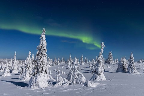 Northern lights, Aurora borealis over snow covered spruce trees on the taiga in winter at night,
