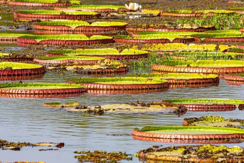 Giant water lily (Victoria amazonica) Pantanal Brazil